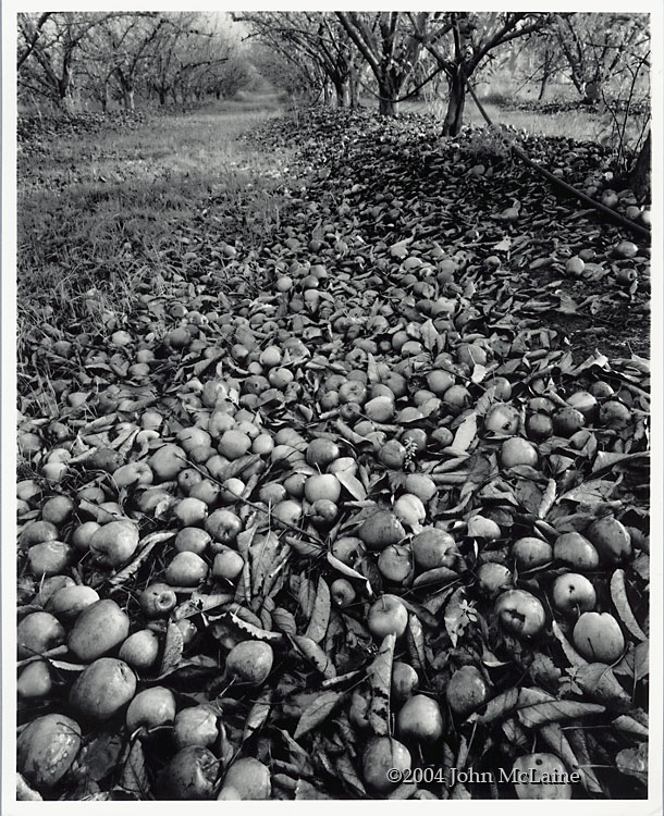 John McLaine - \"Death of an Orchardist\"