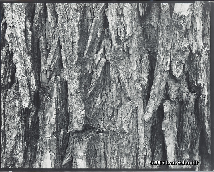 Dan Schmidt - \"Tree Detail\"
