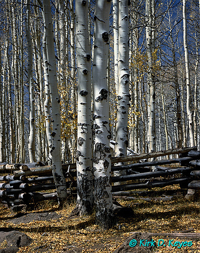 Kdk0013Aspens_Fence_500x395