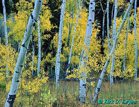 Kdk0016Blue_Aspens_450mr