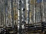 Aspens