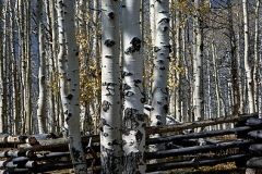 Kdk0013Aspens_Fence_500x395