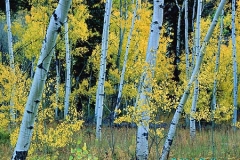 Kdk0016Blue_Aspens_450mr