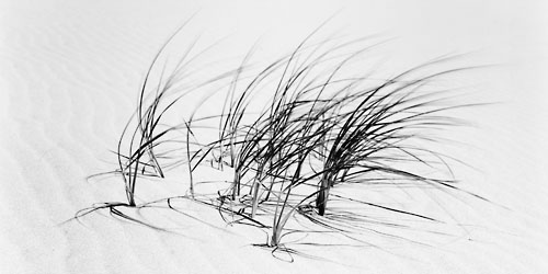 Dune_Grass_in_Wind-500W