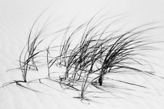 Dune_Grass_in_Wind-500W