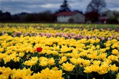 KDK0065-Red-Tulip-450W
